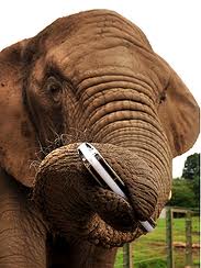 elephant harmonica